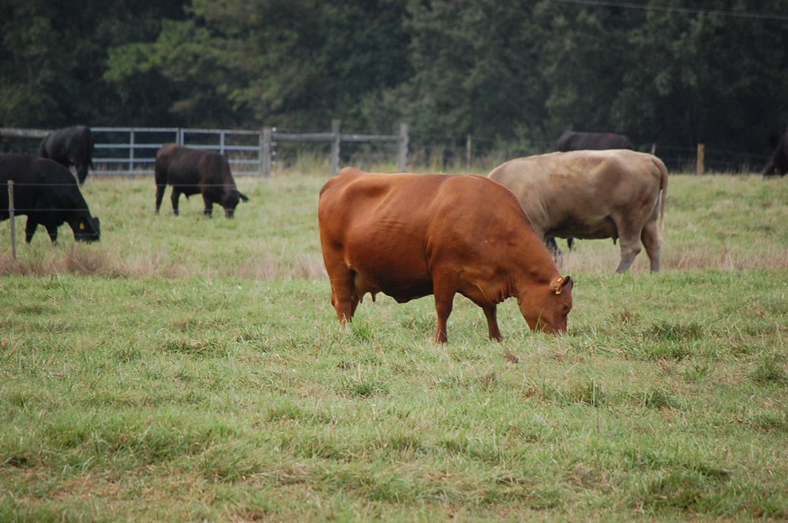 Image for E.B. & Shane Harris 25th Annual Influence Commercial Female & Bull Sale