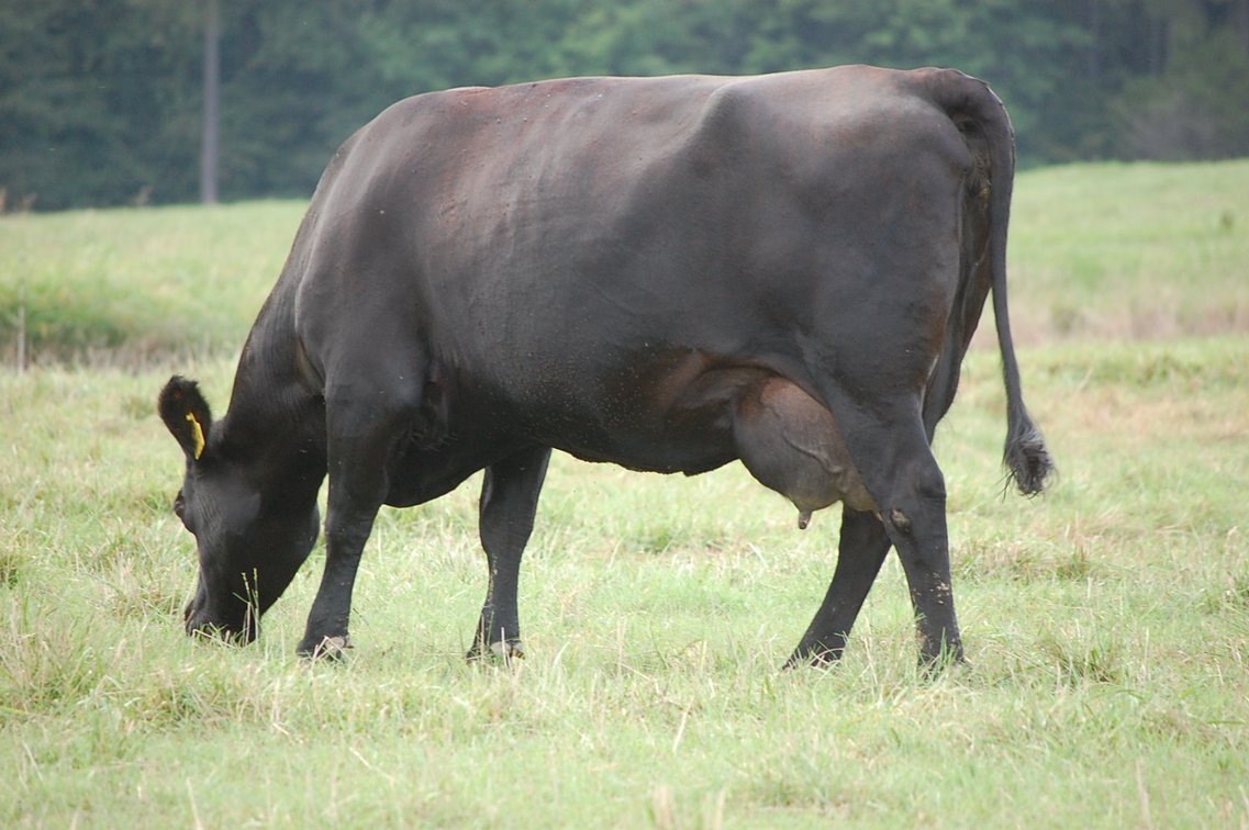 Image for E.B. & Shane Harris 25th Annual Influence Commercial Female & Bull Sale