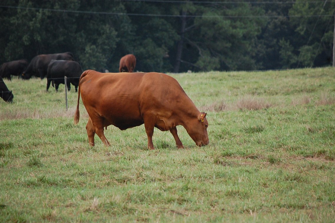 Image for E.B. & Shane Harris 25th Annual Influence Commercial Female & Bull Sale