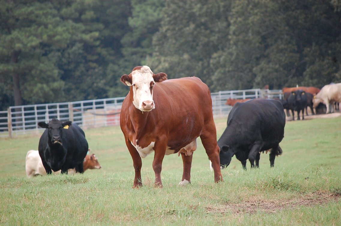 Image for E.B. & Shane Harris 25th Annual Influence Commercial Female & Bull Sale