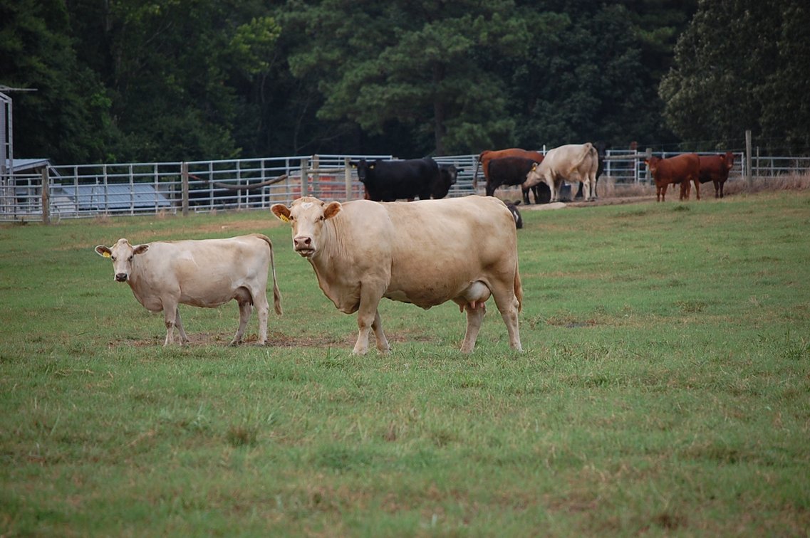 Image for E.B. & Shane Harris 25th Annual Influence Commercial Female & Bull Sale
