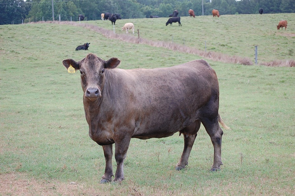 Image for E.B. & Shane Harris 25th Annual Influence Commercial Female & Bull Sale