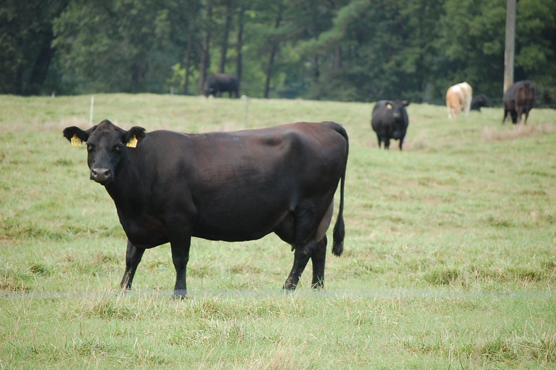 Image for E.B. & Shane Harris 25th Annual Influence Commercial Female & Bull Sale