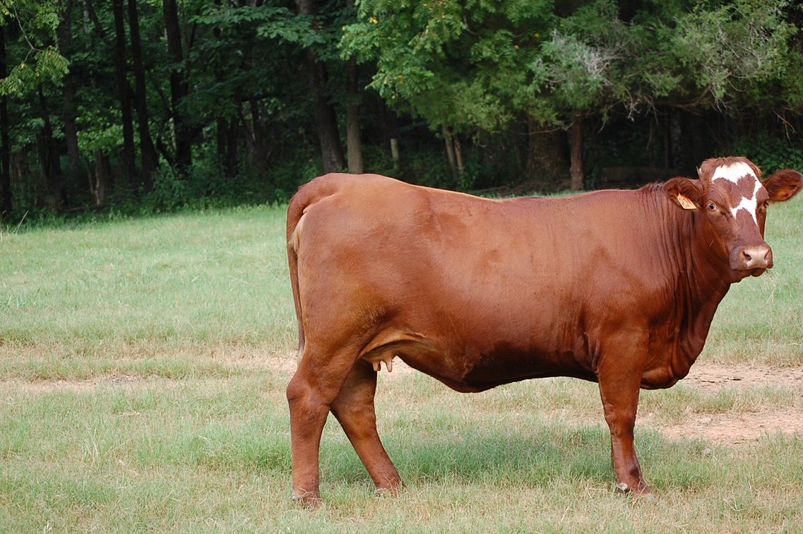 Image for E.B. & Shane Harris 25th Annual Influence Commercial Female & Bull Sale