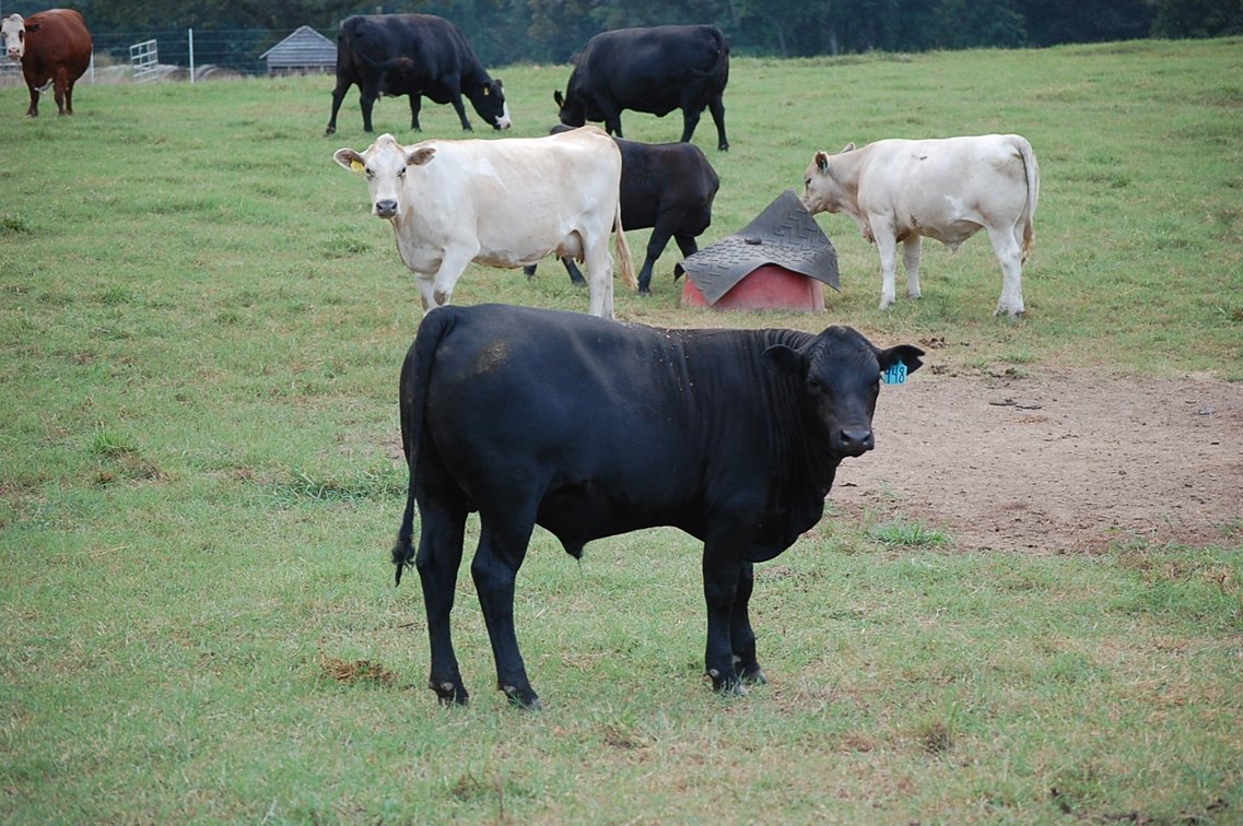 Image for E.B. & Shane Harris 25th Annual Influence Commercial Female & Bull Sale