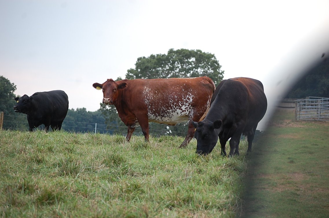 Image for E.B. & Shane Harris 25th Annual Influence Commercial Female & Bull Sale