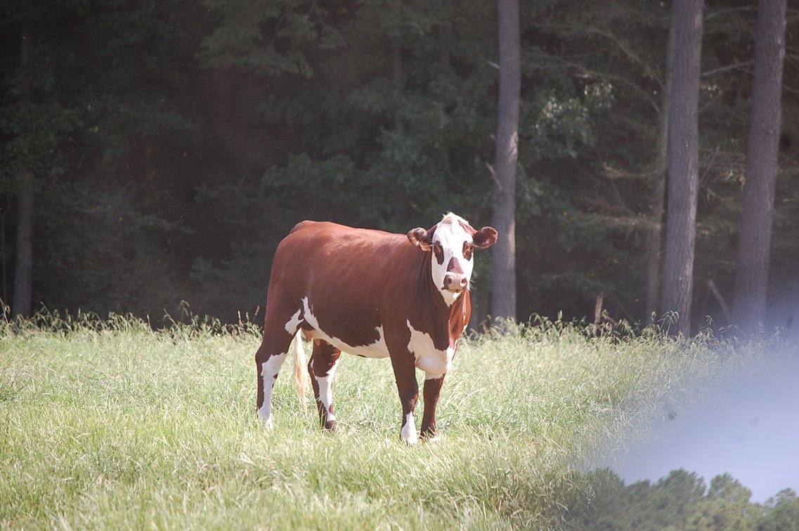 Image for E.B. & Shane Harris 25th Annual Influence Commercial Female & Bull Sale