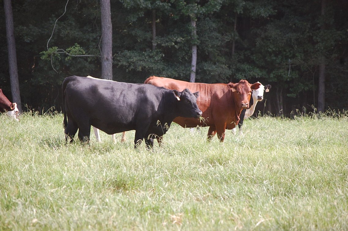 Image for E.B. & Shane Harris 25th Annual Influence Commercial Female & Bull Sale