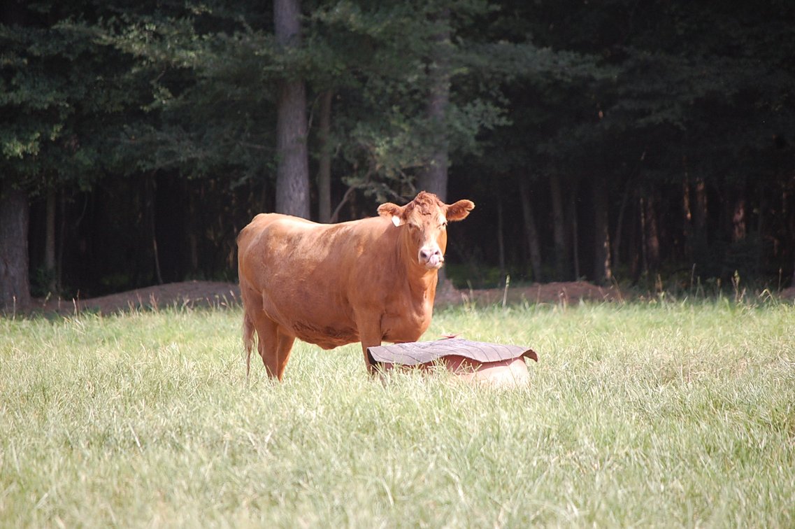 Image for E.B. & Shane Harris 25th Annual Influence Commercial Female & Bull Sale