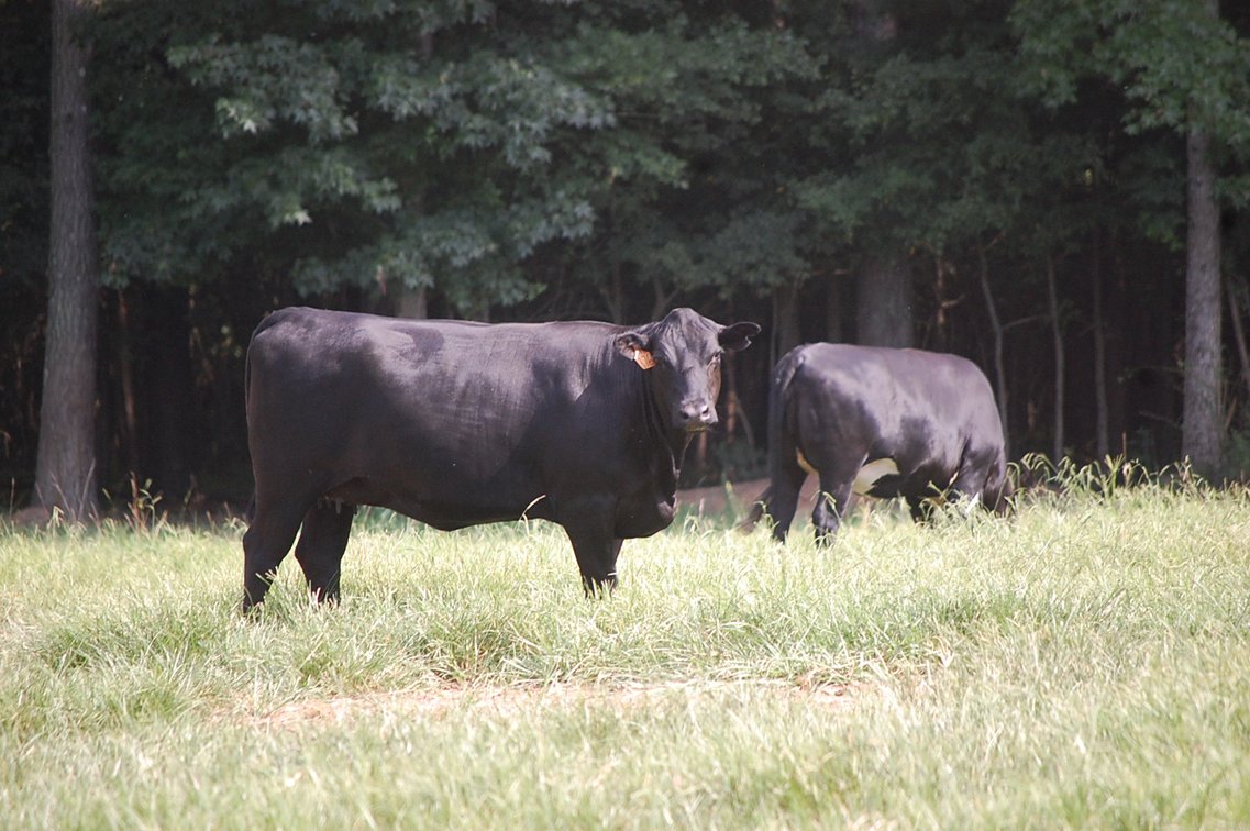 Image for E.B. & Shane Harris 25th Annual Influence Commercial Female & Bull Sale