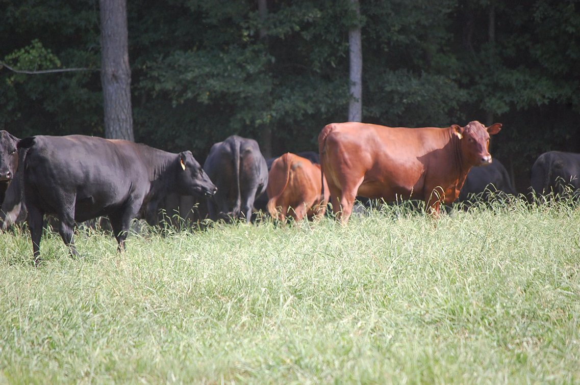 Image for E.B. & Shane Harris 25th Annual Influence Commercial Female & Bull Sale