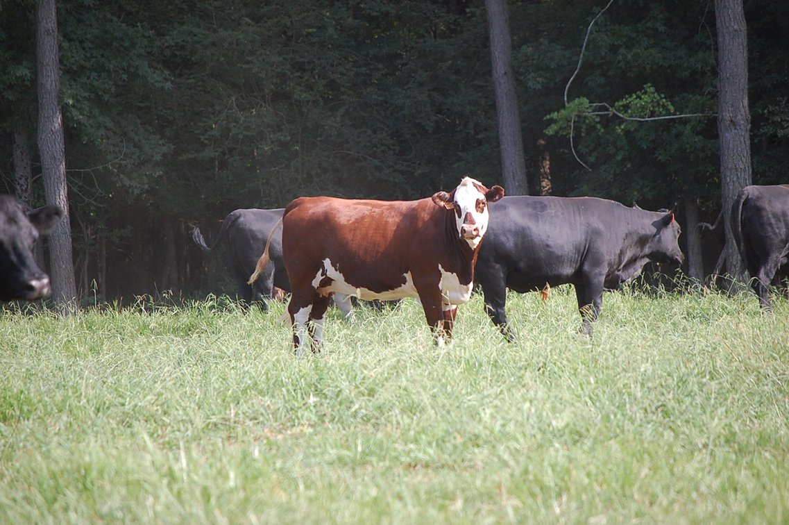 Image for E.B. & Shane Harris 25th Annual Influence Commercial Female & Bull Sale
