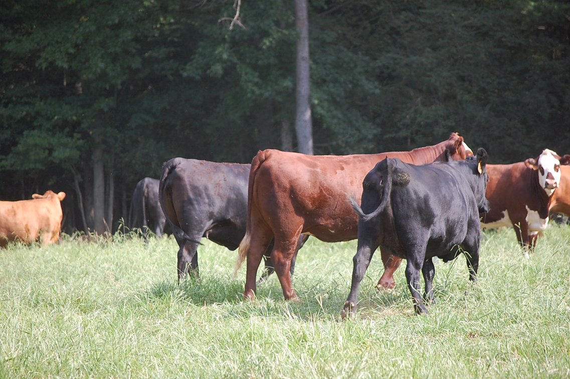 Image for E.B. & Shane Harris 25th Annual Influence Commercial Female & Bull Sale