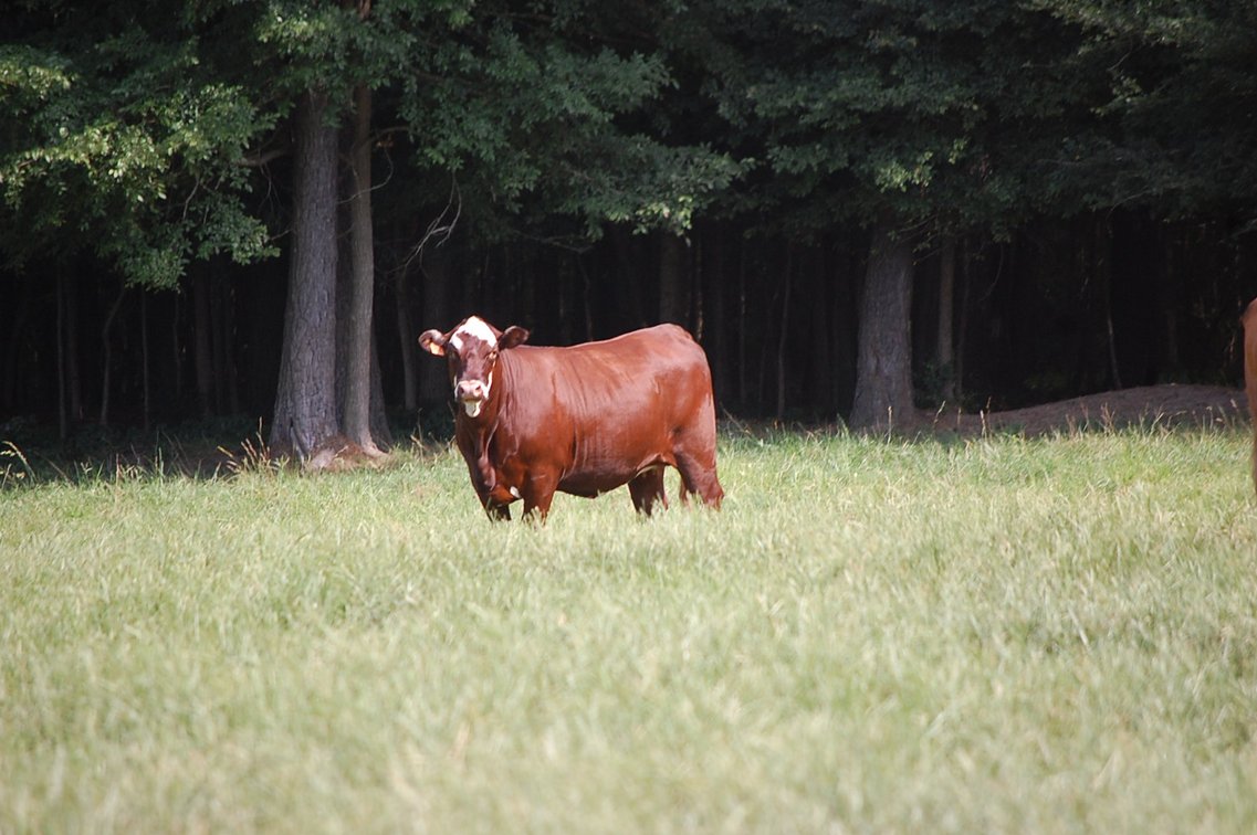 Image for E.B. & Shane Harris 25th Annual Influence Commercial Female & Bull Sale