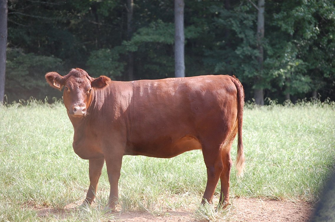 Image for E.B. & Shane Harris 25th Annual Influence Commercial Female & Bull Sale
