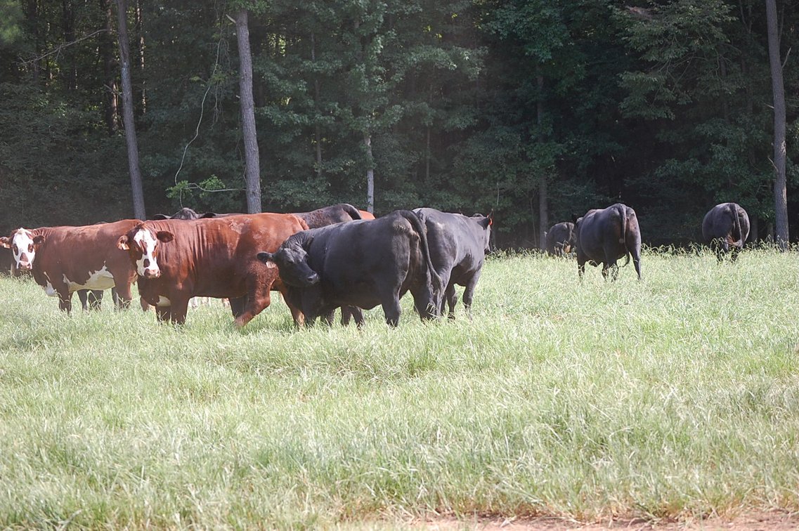 Image for E.B. & Shane Harris 25th Annual Influence Commercial Female & Bull Sale