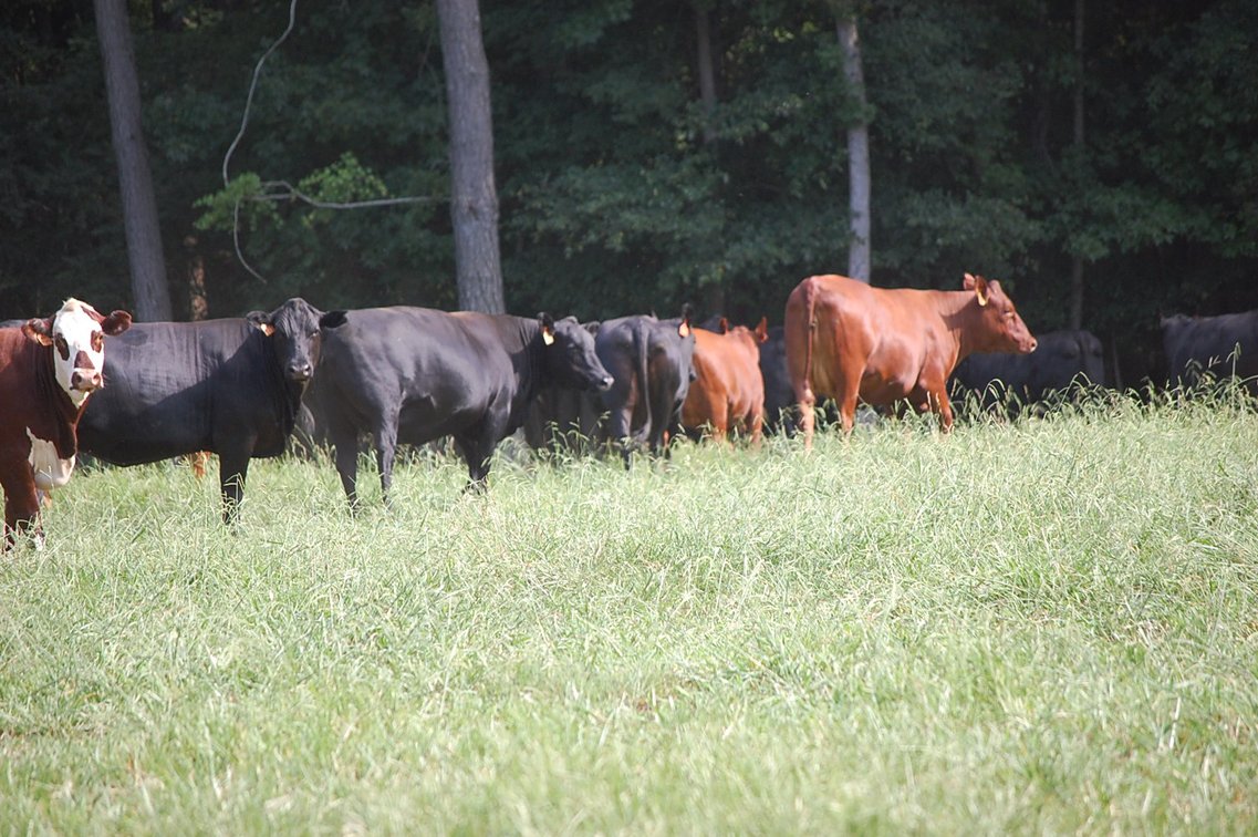 Image for E.B. & Shane Harris 25th Annual Influence Commercial Female & Bull Sale