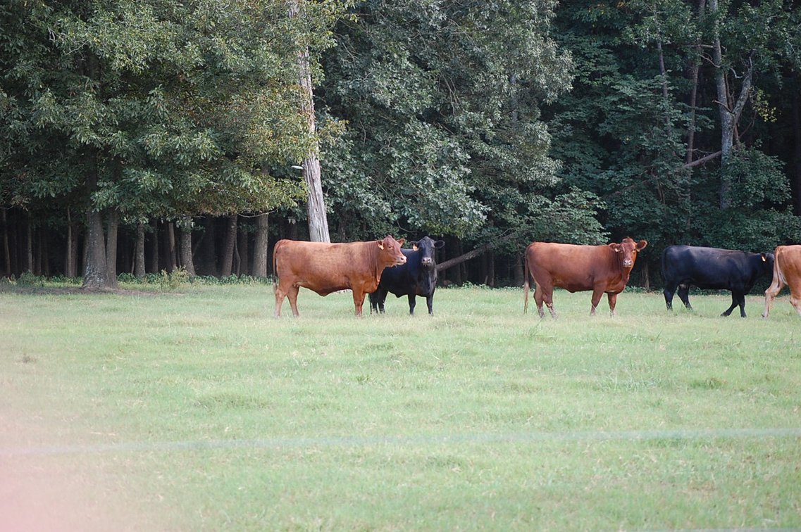 Image for E.B. & Shane Harris 25th Annual Influence Commercial Female & Bull Sale