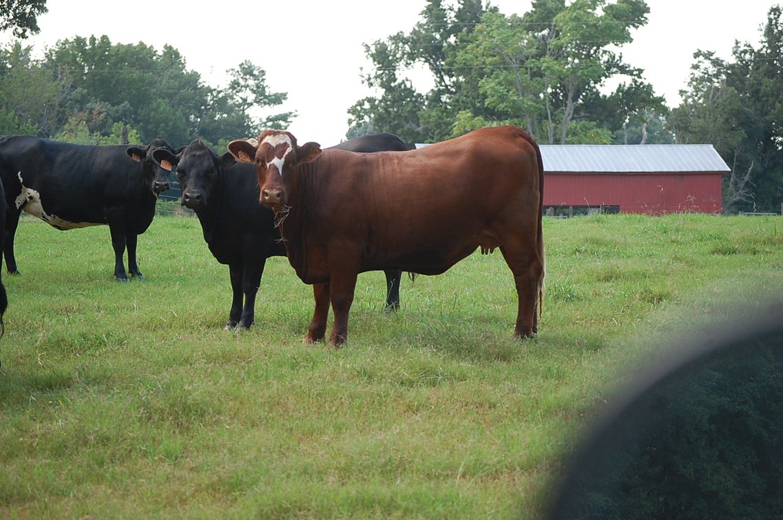 Image for E.B. & Shane Harris 25th Annual Influence Commercial Female & Bull Sale