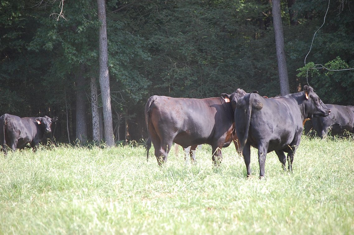 Image for E.B. & Shane Harris 25th Annual Influence Commercial Female & Bull Sale