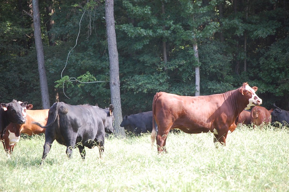 Image for E.B. & Shane Harris 25th Annual Influence Commercial Female & Bull Sale