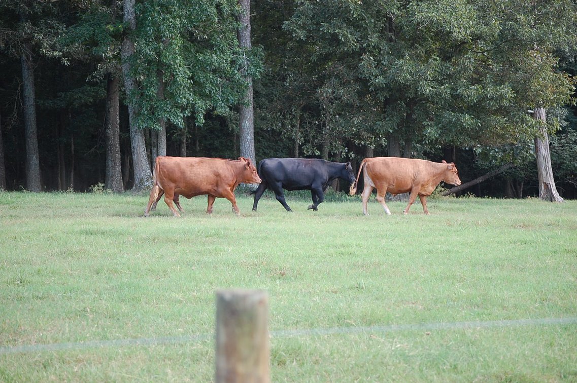 Image for E.B. & Shane Harris 25th Annual Influence Commercial Female & Bull Sale