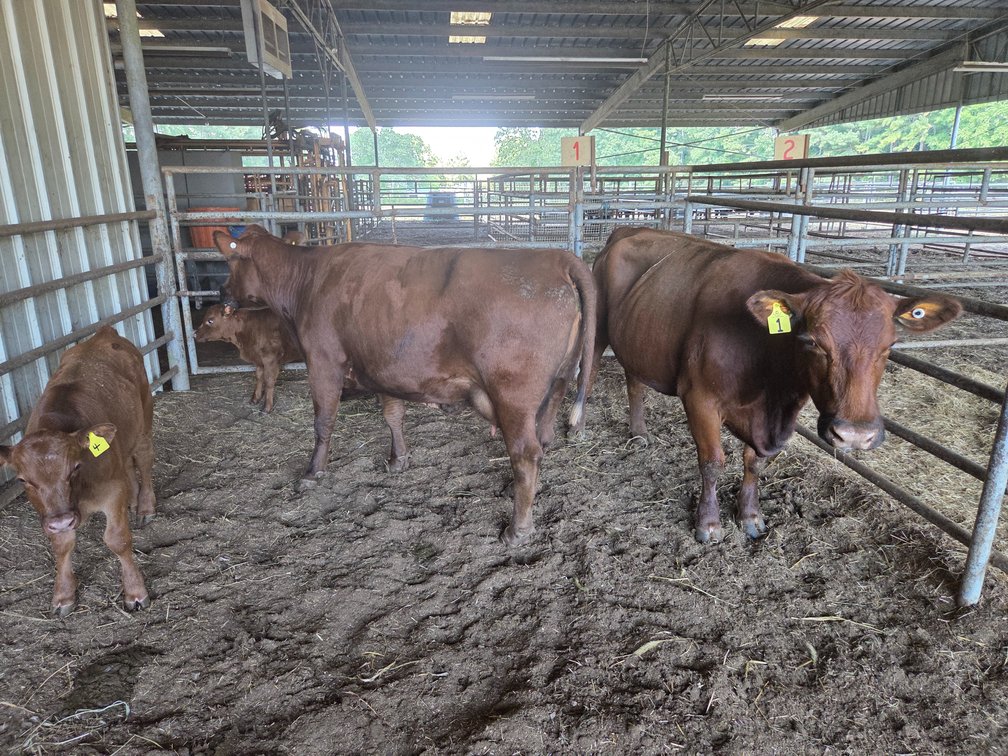 Image for CATTLE AUCTION
