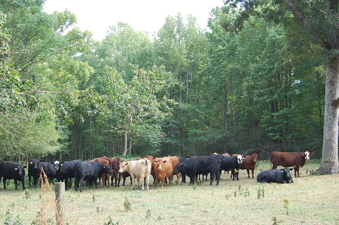Image for E.B. & Shane Harris 25th Annual Influence Commercial Female & Bull Sale