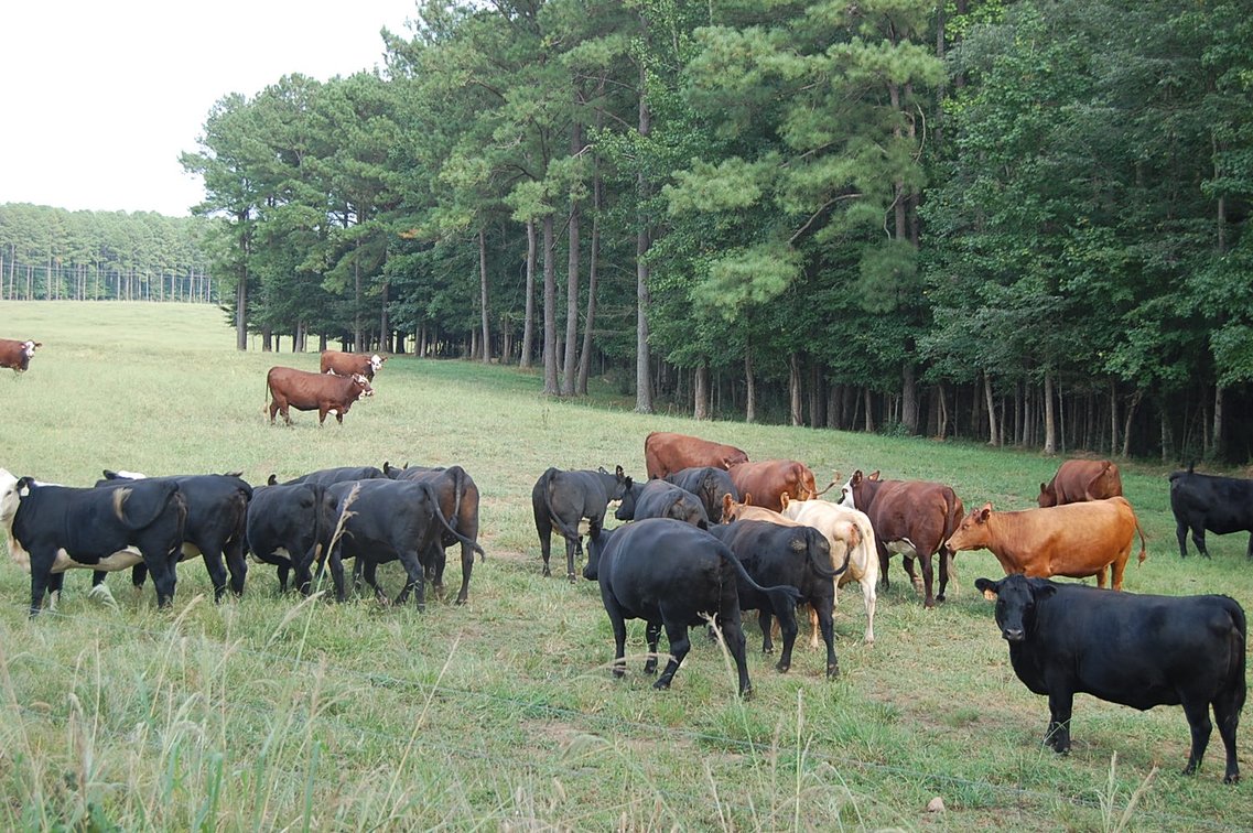 Image for E.B. & Shane Harris 25th Annual Influence Commercial Female & Bull Sale