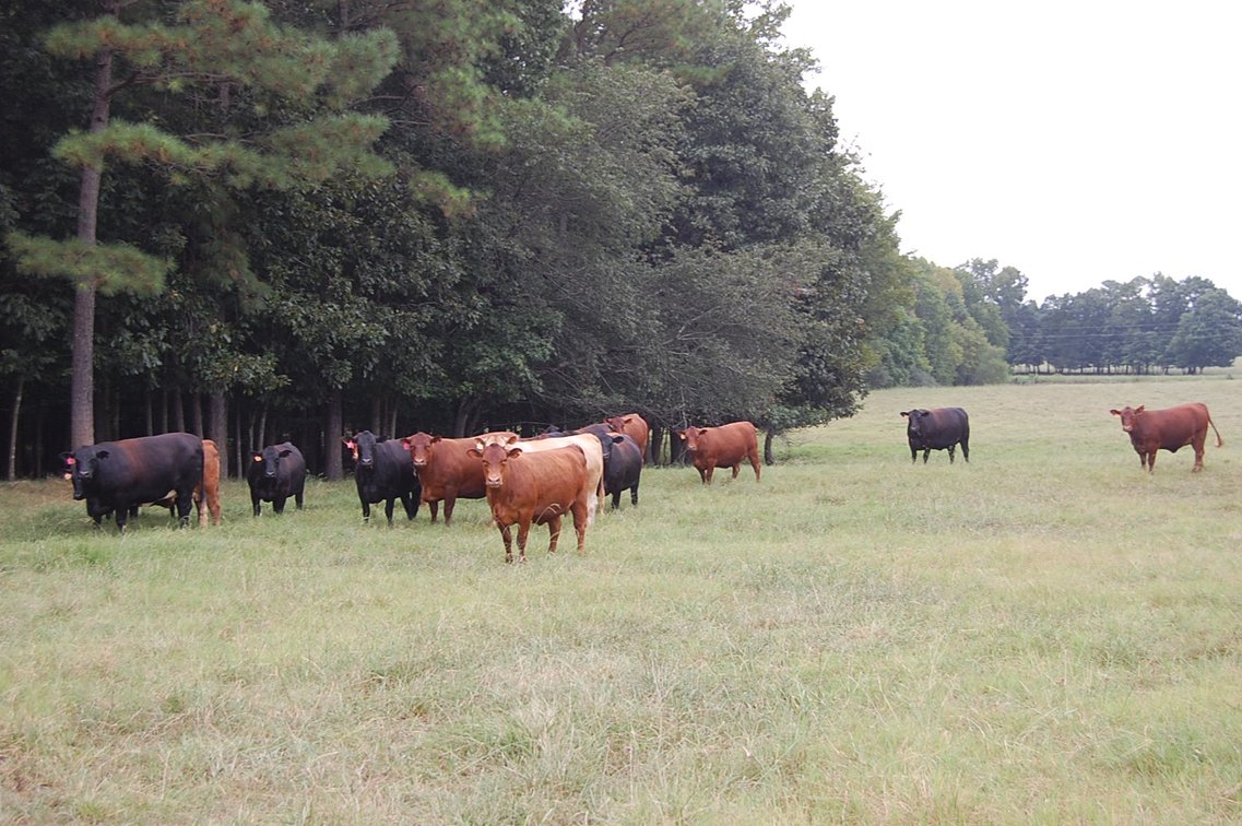 Image for E.B. & Shane Harris 25th Annual Influence Commercial Female & Bull Sale