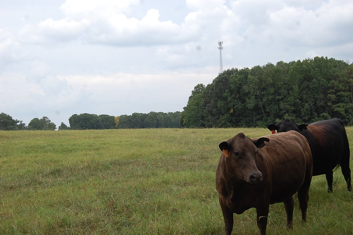Image for E.B. & Shane Harris 25th Annual Influence Commercial Female & Bull Sale