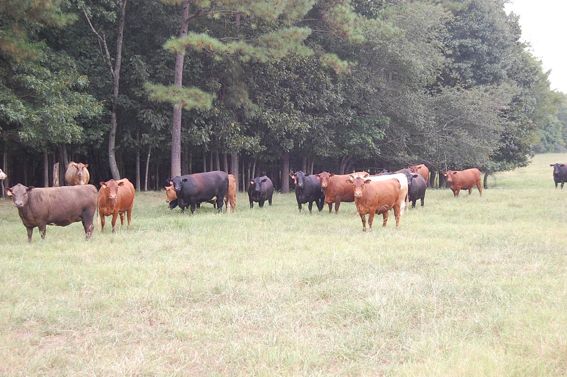 Image for E.B. & Shane Harris 25th Annual Influence Commercial Female & Bull Sale