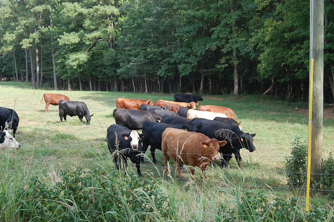Image for E.B. & Shane Harris 25th Annual Influence Commercial Female & Bull Sale