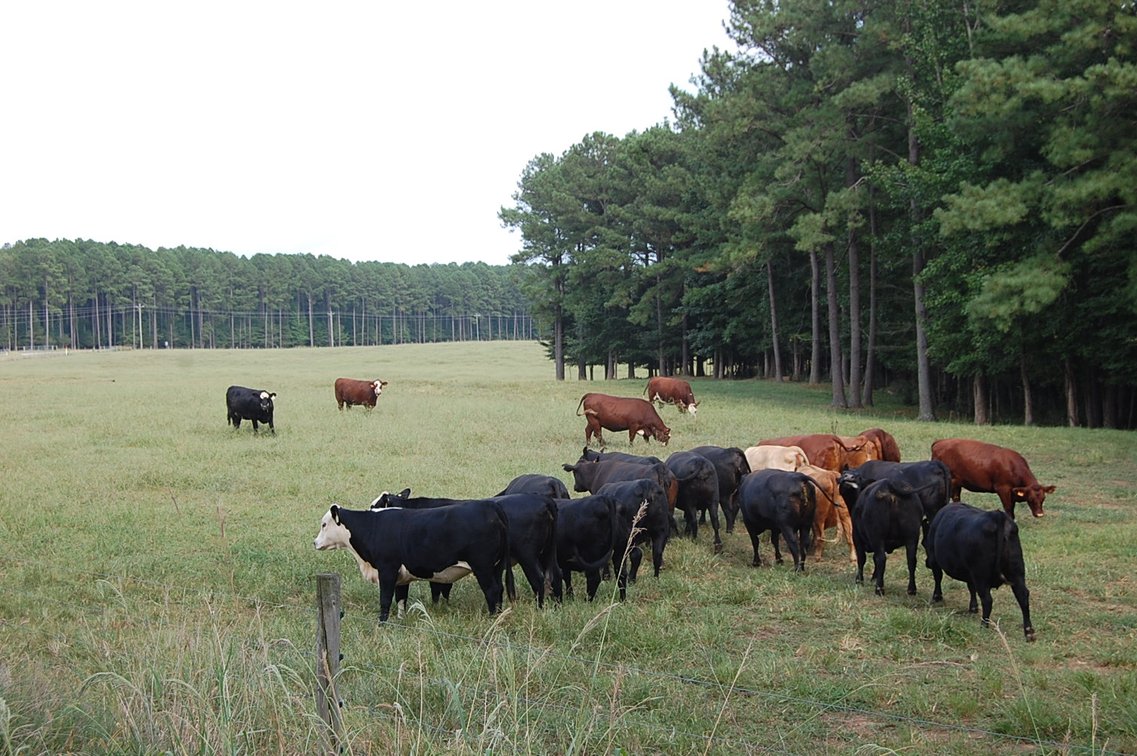 Image for E.B. & Shane Harris 25th Annual Influence Commercial Female & Bull Sale