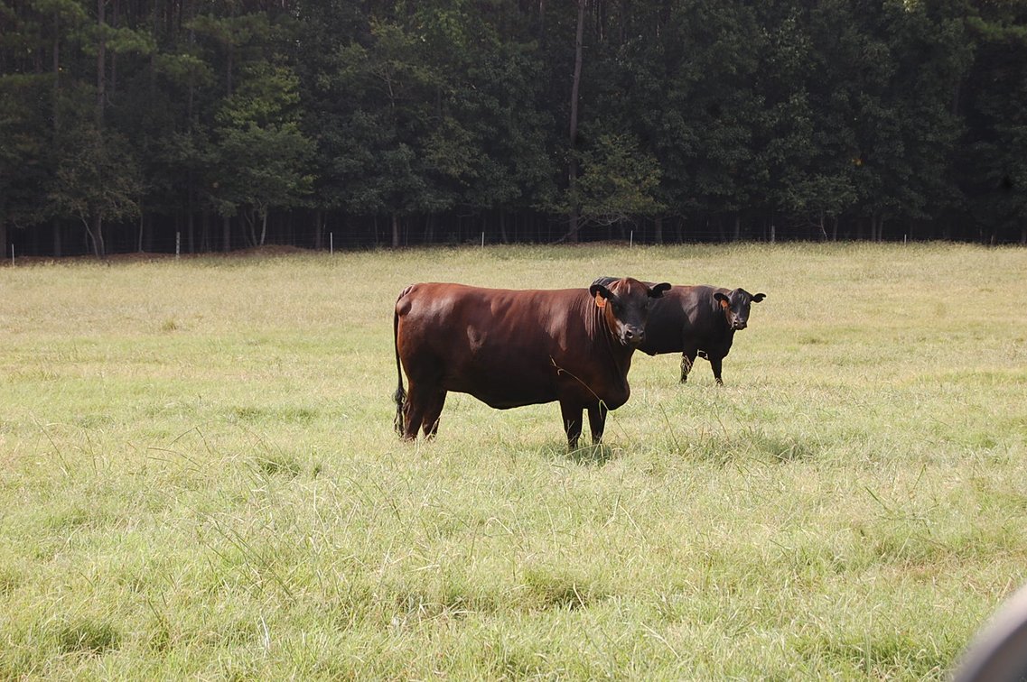Image for E.B. & Shane Harris 25th Annual Influence Commercial Female & Bull Sale