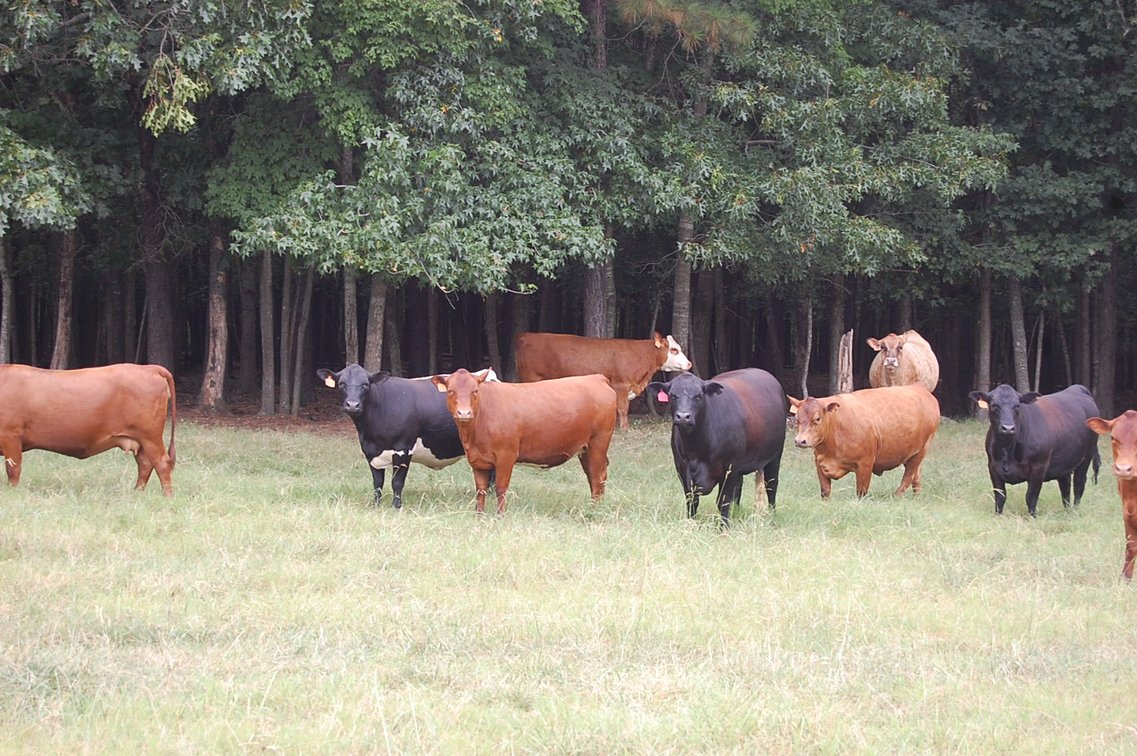 Image for E.B. & Shane Harris 25th Annual Influence Commercial Female & Bull Sale