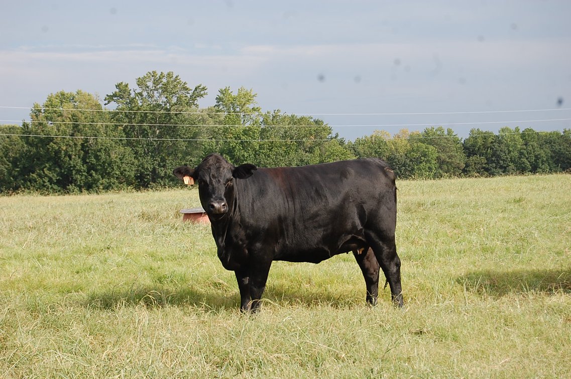 Image for E.B. & Shane Harris 25th Annual Influence Commercial Female & Bull Sale