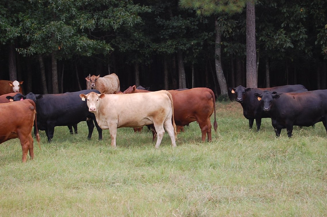 Image for E.B. & Shane Harris 25th Annual Influence Commercial Female & Bull Sale