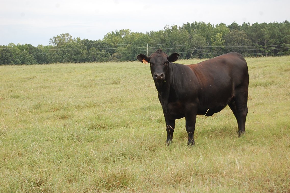 Image for E.B. & Shane Harris 25th Annual Influence Commercial Female & Bull Sale