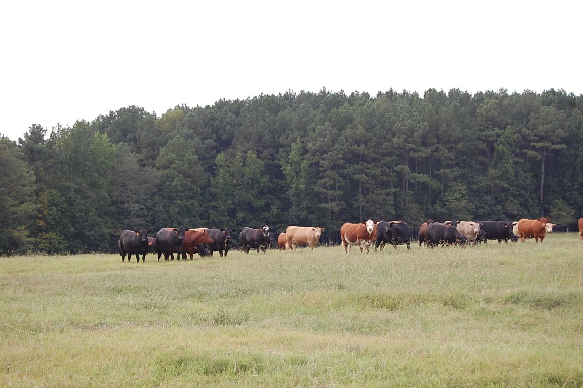 Image for E.B. & Shane Harris 25th Annual Influence Commercial Female & Bull Sale
