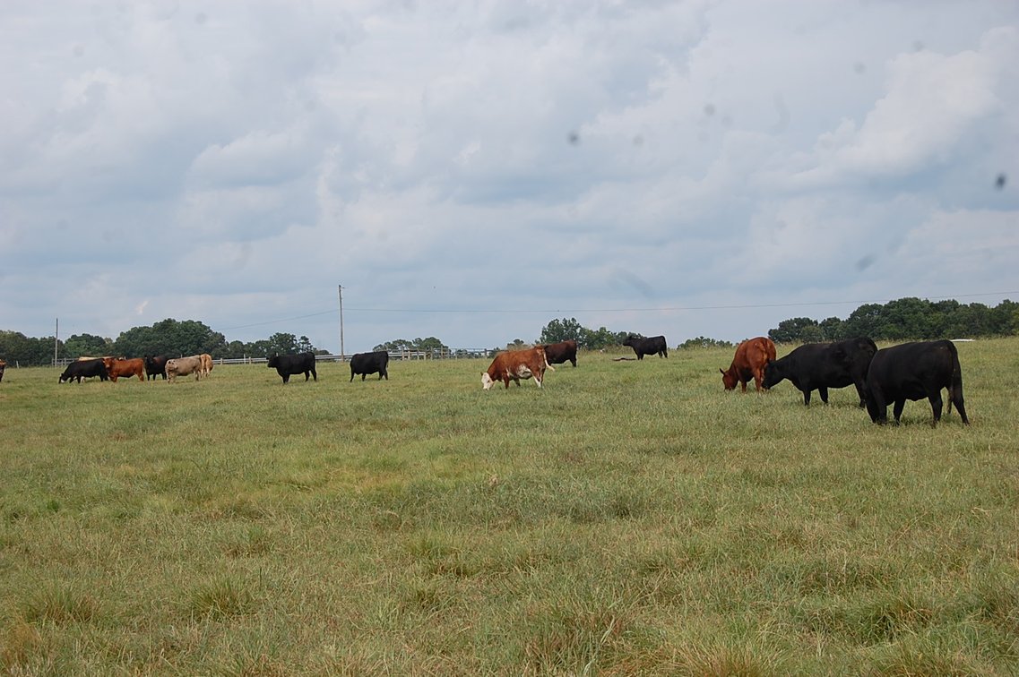 Image for E.B. & Shane Harris 25th Annual Influence Commercial Female & Bull Sale