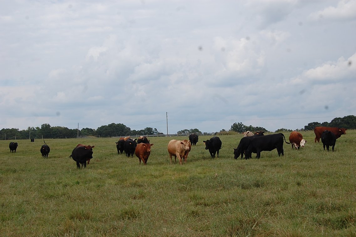 Image for E.B. & Shane Harris 25th Annual Influence Commercial Female & Bull Sale