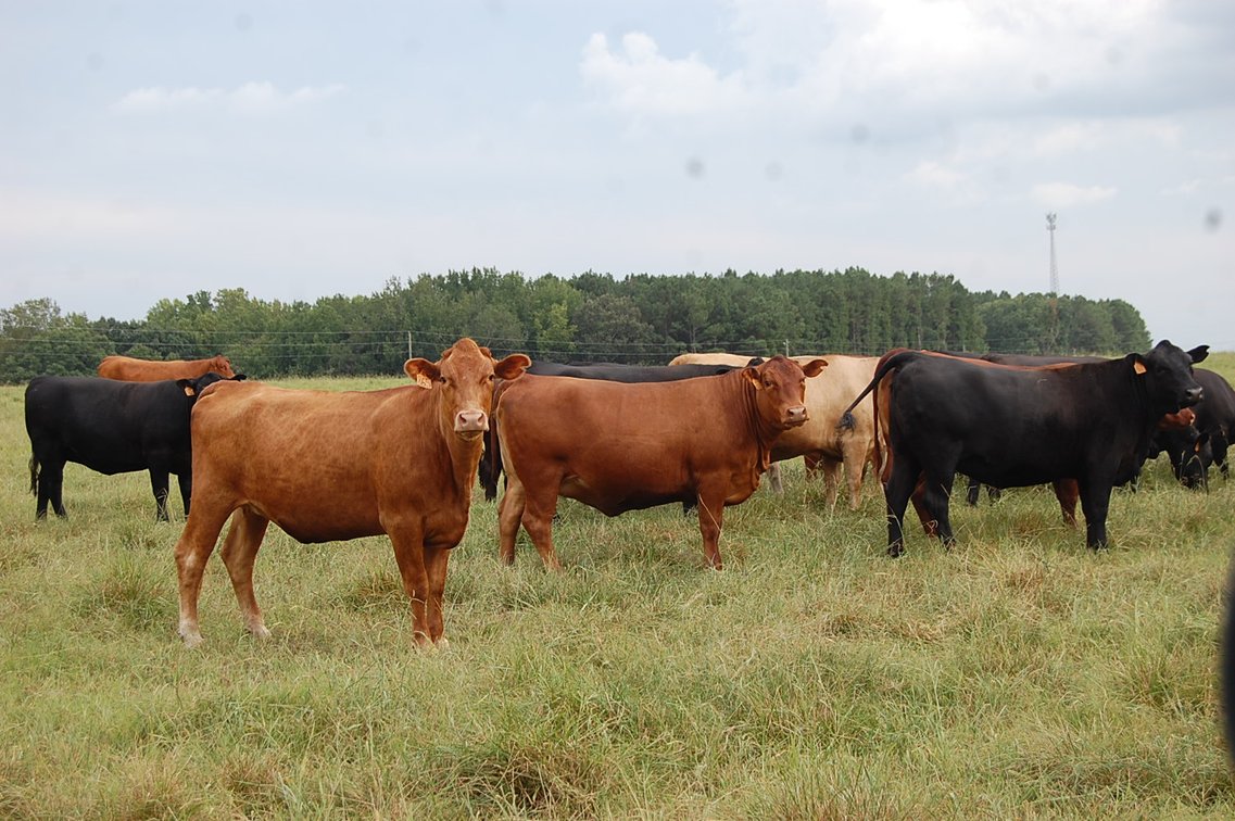 Image for E.B. & Shane Harris 25th Annual Influence Commercial Female & Bull Sale
