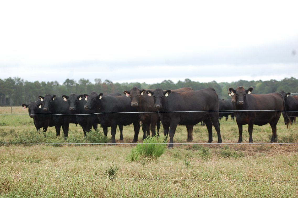 Image for ECO Farm Systems - Cattle Auction