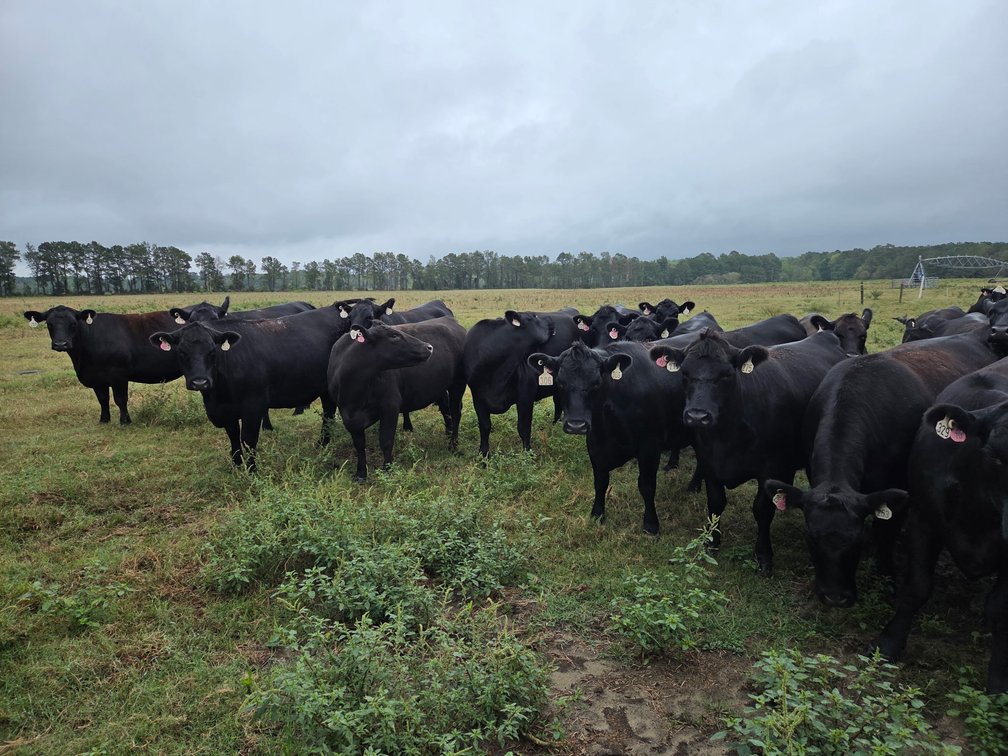 Image for ECO Farm Systems - Cattle Auction