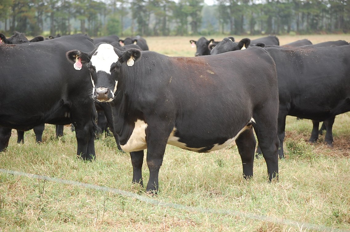 Image for ECO Farm Systems - Cattle Auction