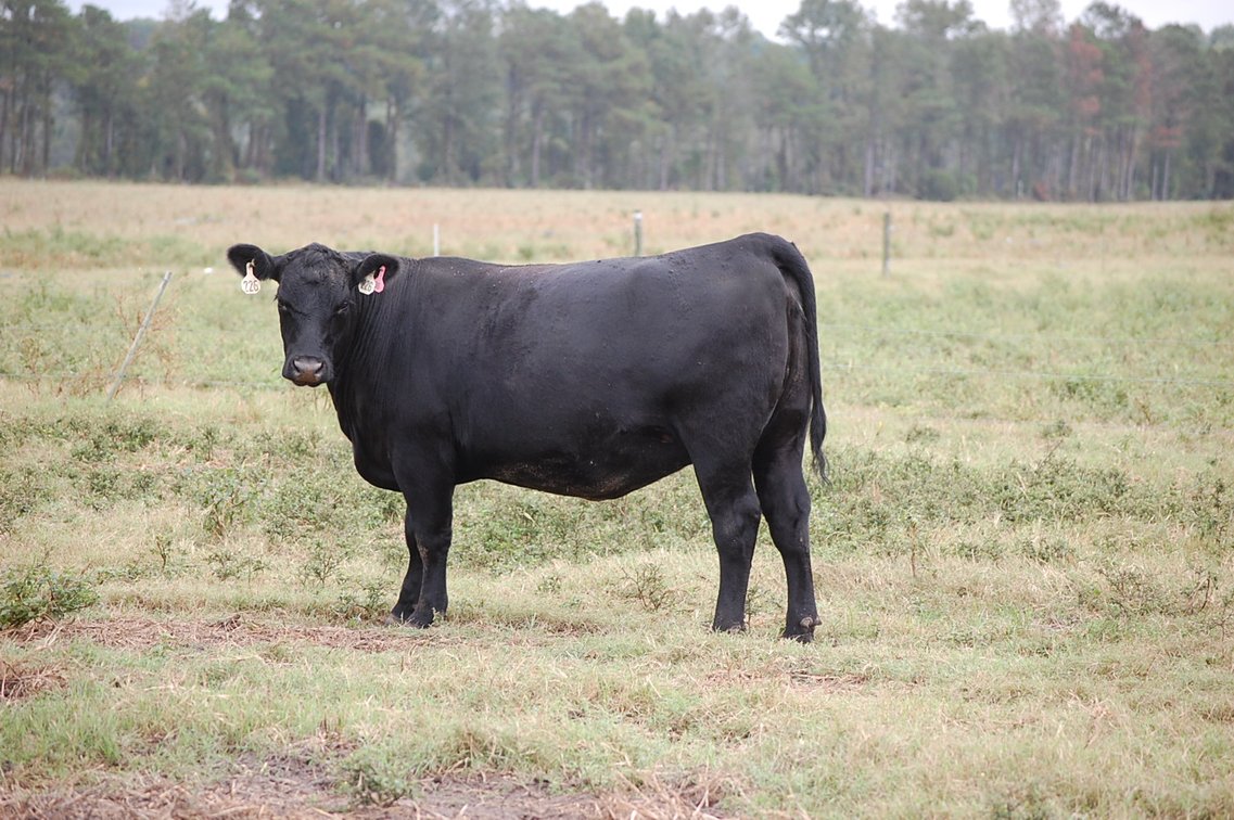 Image for ECO Farm Systems - Cattle Auction