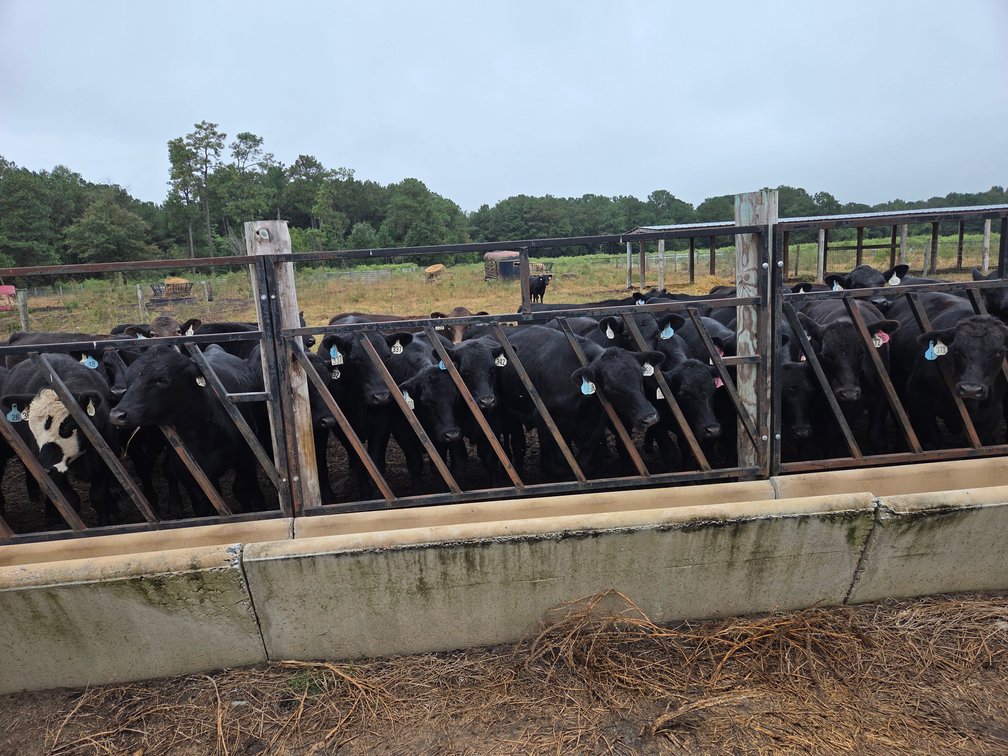 Image for ECO Farm Systems - Cattle Auction
