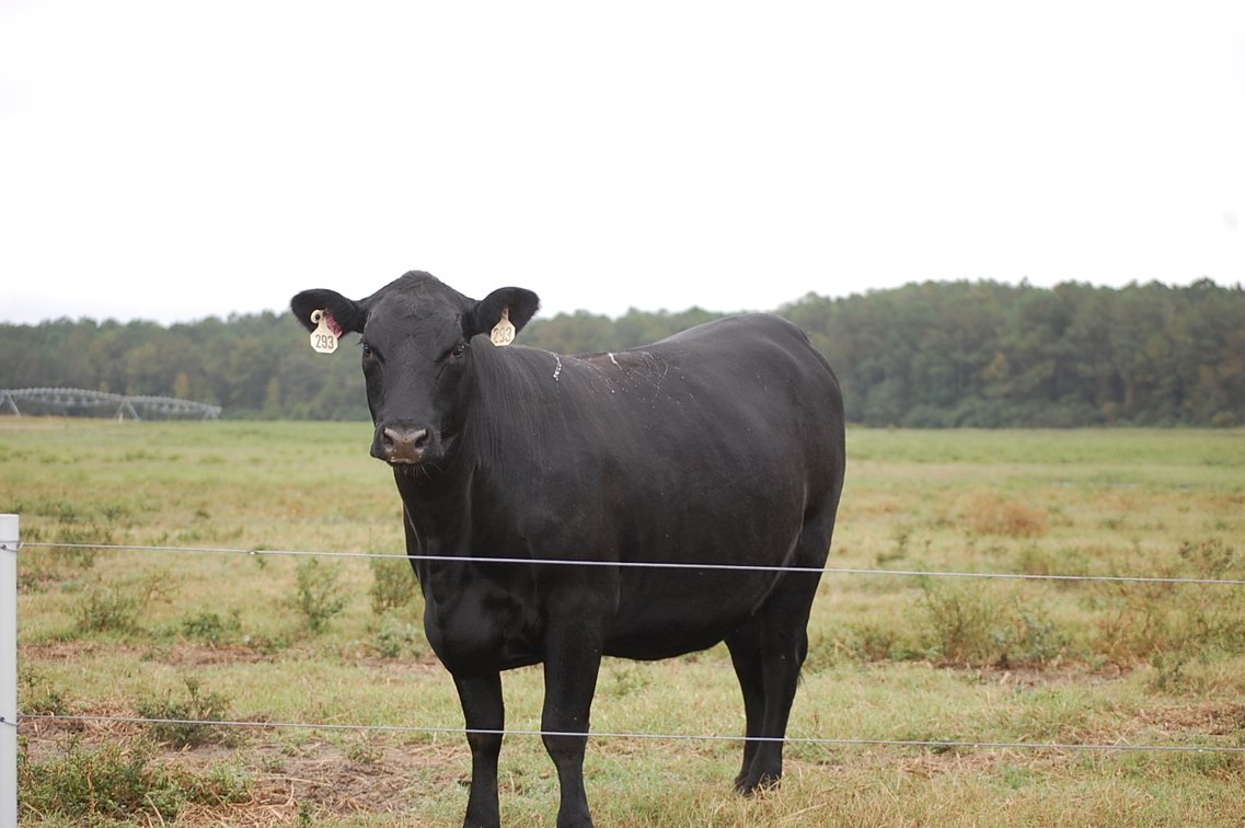 Image for ECO Farm Systems - Cattle Auction