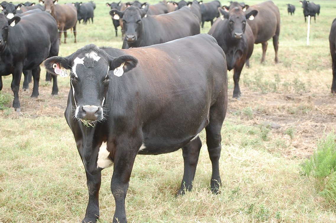 Image for ECO Farm Systems - Cattle Auction